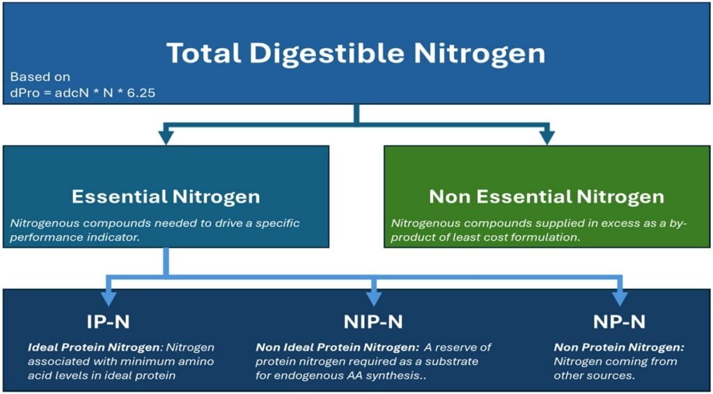 Esquema que describe la base del concepto de nitrógeno esencial en los piensos acuícolas. Fuente: Glencross et al. (2026). Critical Insights in Aquaculture, 2(1). 