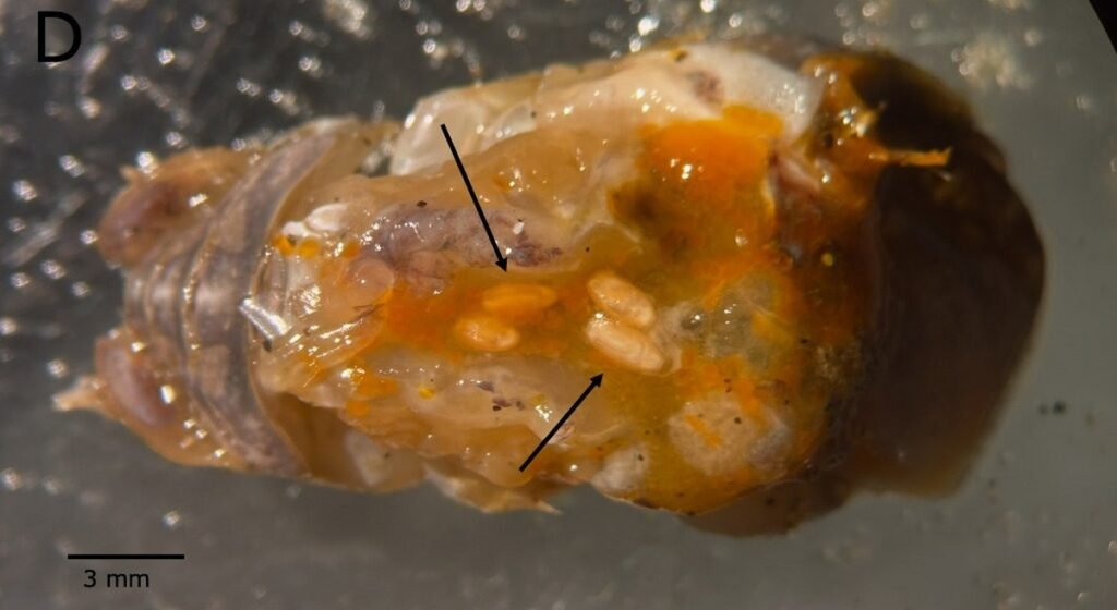 Cistacantos de P. altman en el hemocele del cangrejo topo, E. analoga (cefalotórax retirado); las flechas indican los cistacantos. Fuente: Rodríguez et al. (2026), Current Research in Parasitology & Vector Borne Diseases.