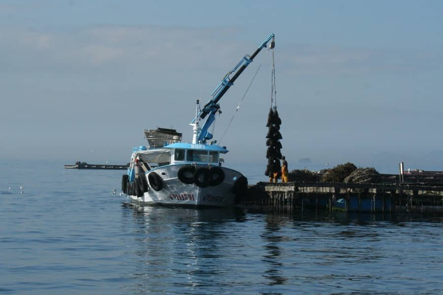 Cultivo de mejillón. Fuente: CSIC.
