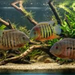 Diferentes tipos de peces severum. Elaborado por Gemini.
