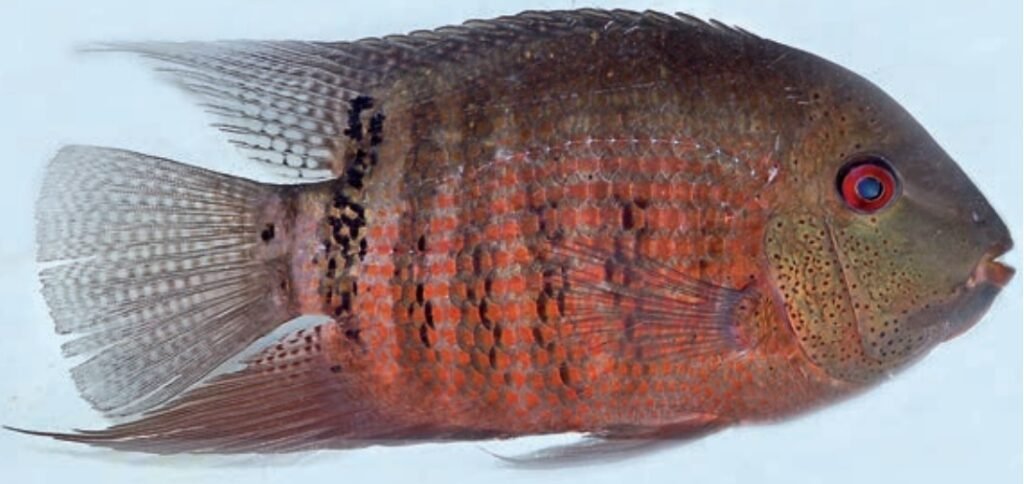 Macho adulto de Heros liberifer. Fuente: Staeck & Schindler (2015); Bulletin of Fish Biology, 15, 121-136. 