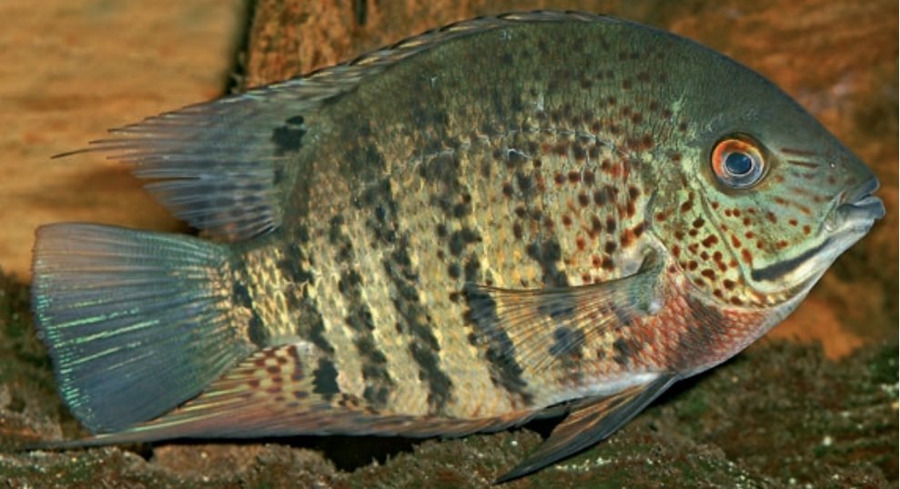 Adult male Severum Heros severus. Source: Staeck & Schindler (2015); Bulletin of Fish Biology, 15, 121-136.