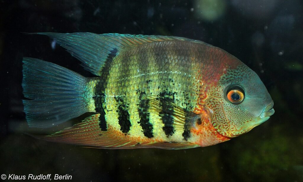 Severum (Heros efasciatus). Courtesy of: Klaus Rudloff.