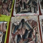 El IIM-CSIC concluye los proyectos “PERIZIA” y “GELFISH” con soluciones para el sector pesquero artesanal en Galicia Muestras-Portosin-Descartes-pescado