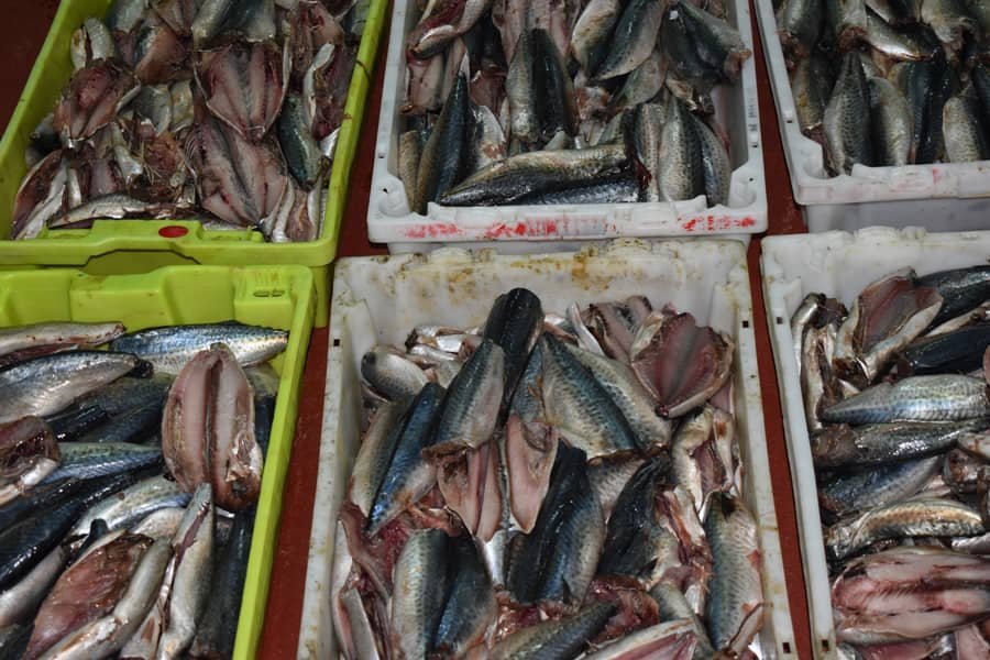 Muestras de descartes de pescado. Fuente: CSIC.