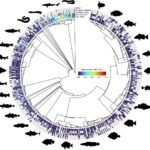 Relaciones filogenéticas y distribución de rasgos de tamaño celular en 629 peces. Fuente: Leiva et al. (2026); Sci Data 13, 307.