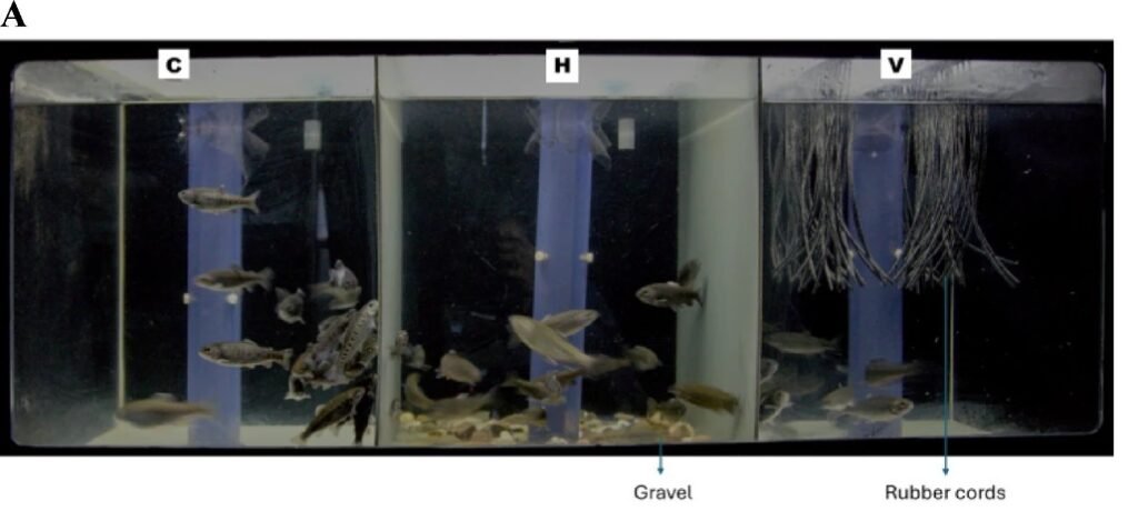 Representación esquemática del montaje experimental y de la cronología. (A) Ilustra la ubicación del enriquecimiento ambiental, el montaje de control y las réplicas. Fuente: Subramani et al. (2026); Sci Rep 16, 12367.