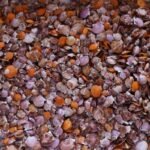 semilla-ostion-del-norte