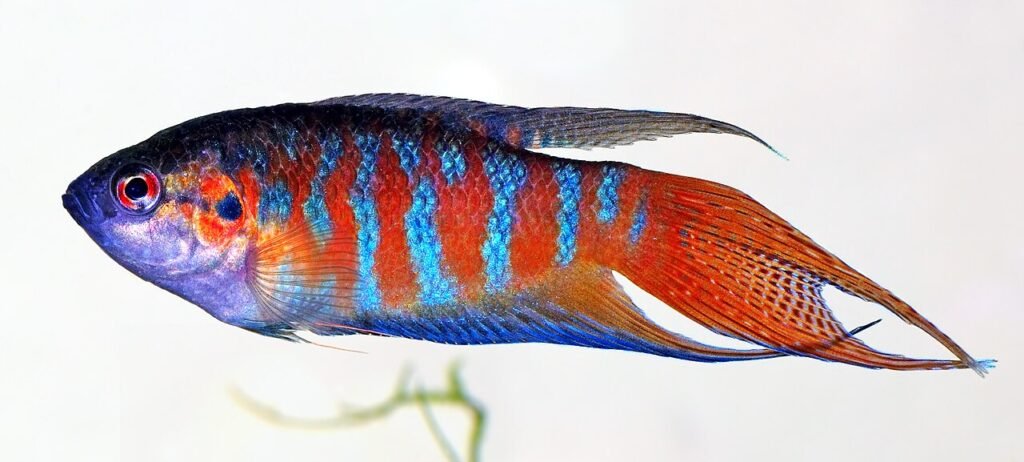 The Paradise Fish (Macropodus opercularis), also commonly referred to as the 'Paradise Gourami.' Courtesy: André Karwath.