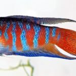Macropodus_opercularis_-_side_(aka)