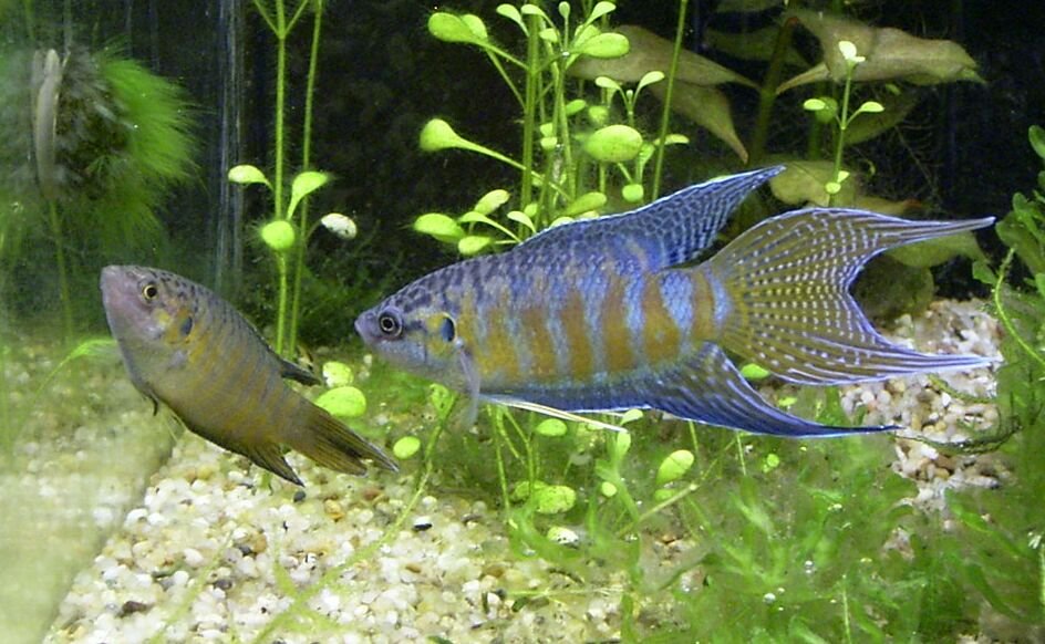 A pair of Paradise Fish (Macropodus opercularis). The female is on the left, and the male is on the right. Source: Wikimedia.