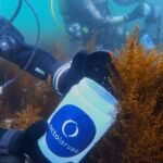 Nace «ACUIREGAL»: La primera unidad mixta CSIC-Empresa para impulsar la acuicultura regenerativa en Galicia suelta-camaron-octolarvae