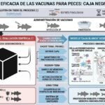 Vacunas-peces-caja-negra