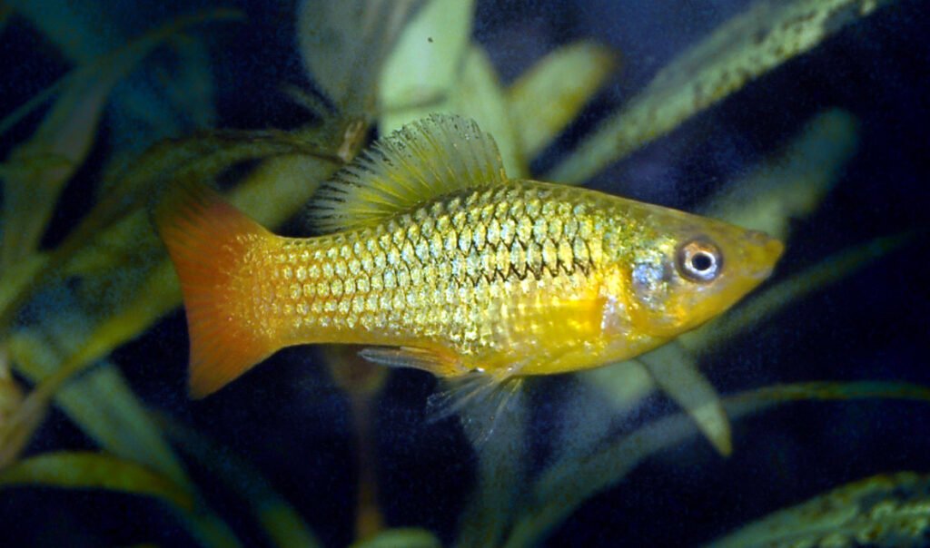 Especimen macho de platy variable (Xiphophorus variatus). Fuente: Marrabbio2.