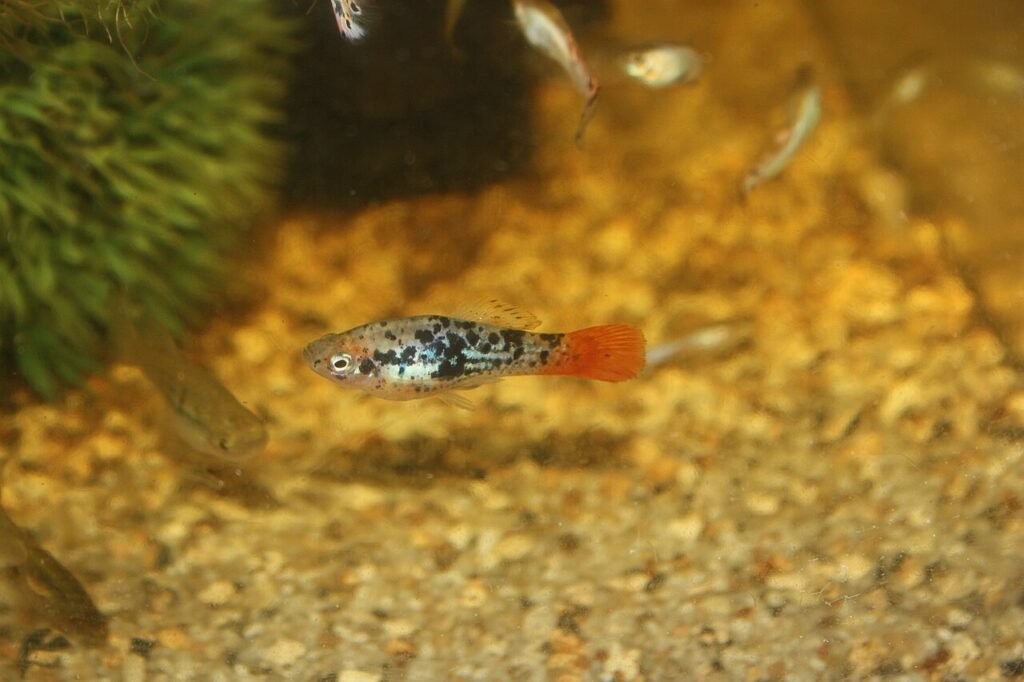 Cepa silvestre capturada en la costa este de México. Fuente: Livebearerguy.