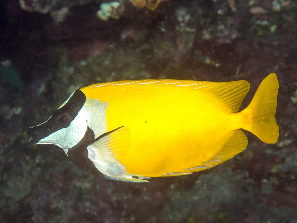 Pez conejo de cara de zorro (Siganus vulpinus) en Morotai, Indonesia. Cortesía: Rickard Zerpe.