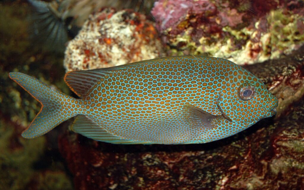 Pez espinoso moteado dorado (Siganus punctatus). Fotografía tomada en el acuario PPG del zoológico de Pittsburgh.