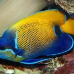 Pomacanthus_navarchus_-_Wilhelma_01
