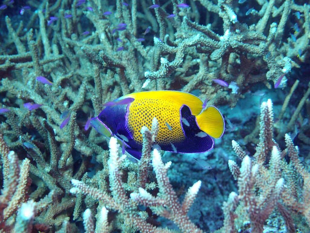 Ejemplar de Pez Ángel Majestuoso en arrecife de coral en Papúa Nueva Guinea. Cortesia de Wikimedia.