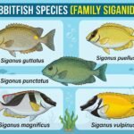 Rabbitish-species-family-siganidae