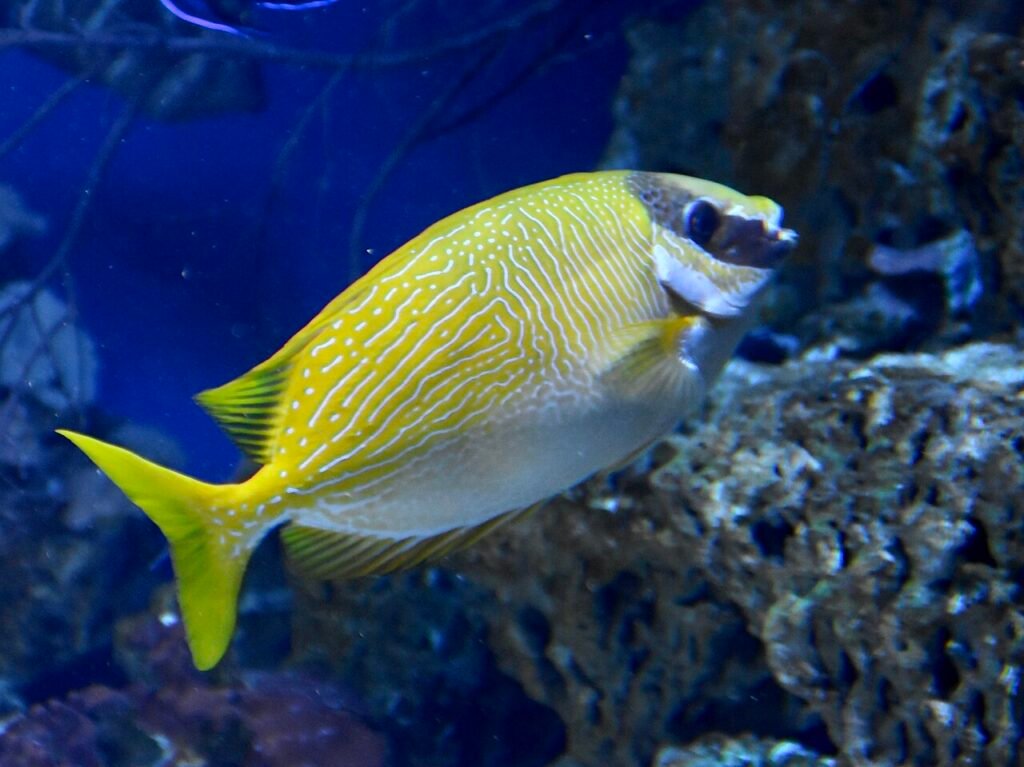 Pez conejo enmascarado Siganus puellus Jardín Zoológico de Frankfurt. Cortesía: NasserHalaweh