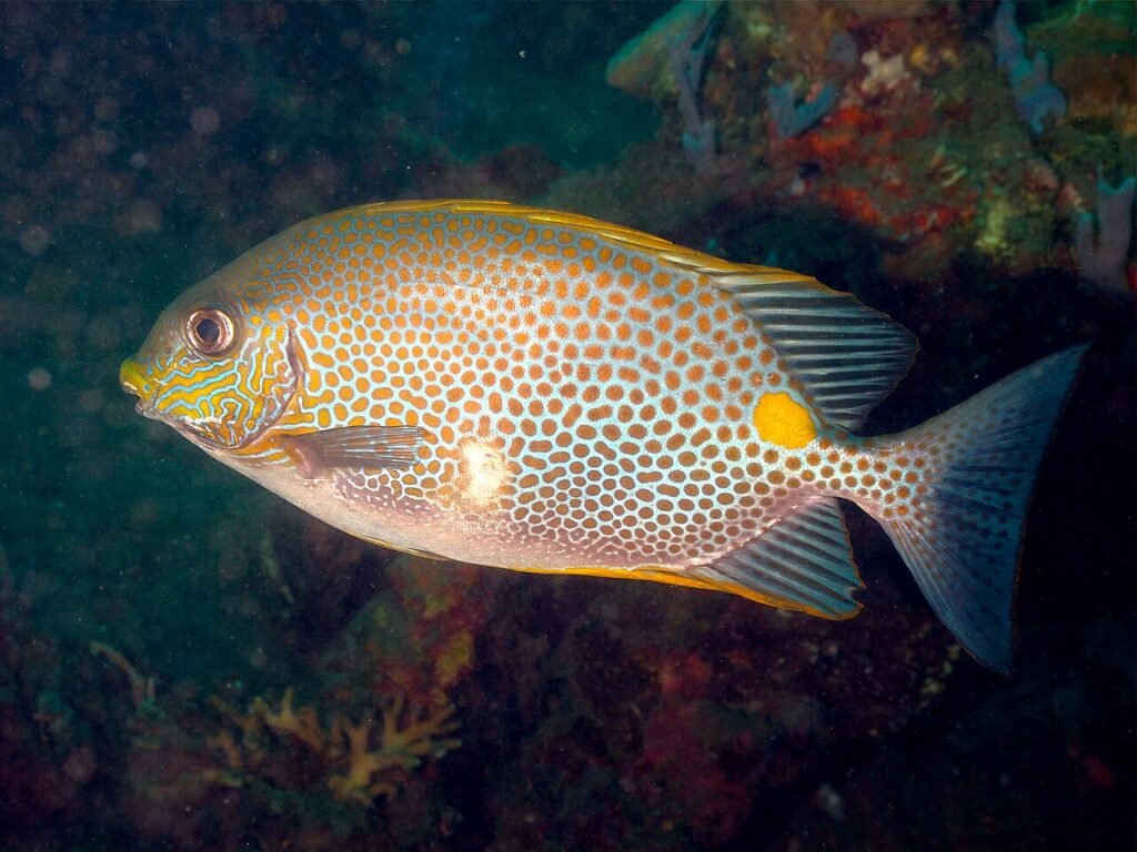 Siganus guttatus. Cortesía: Elias Levy.