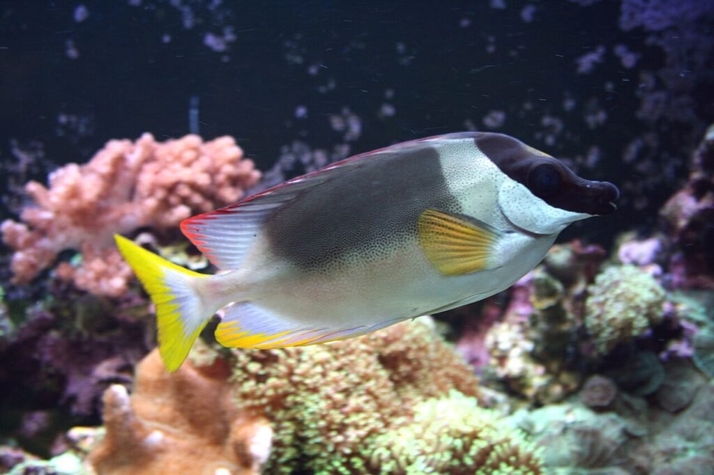 Peces Siganus magnificus Siganus magnificus en el acuario marino de Praga, República Checa. Cortesía Karelj.