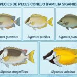 Guía 2026 del pez conejo (Siganidae): cuidados, especies, veneno y curiosidades especies-peces-conejo-siganus