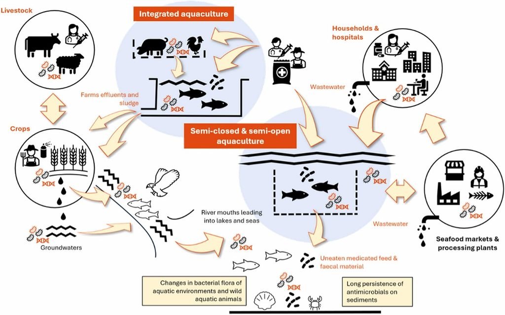 Diseminación de antimicrobianos, residuos y RAM en la acuicultura y sus conexiones con otros sectores. Fuente: Sala et al. (2026). Aquaculture Reports, 51, 103840.