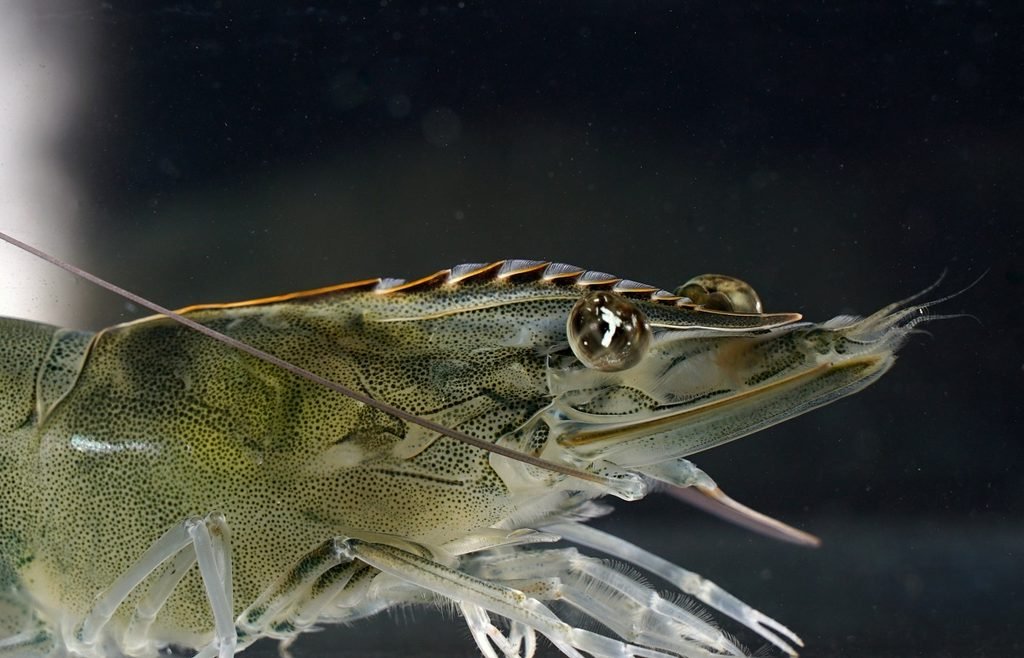 Camarón blanco del Pacífico (Litopenaeus vannamei). Copyright: Mirko Bögner.
