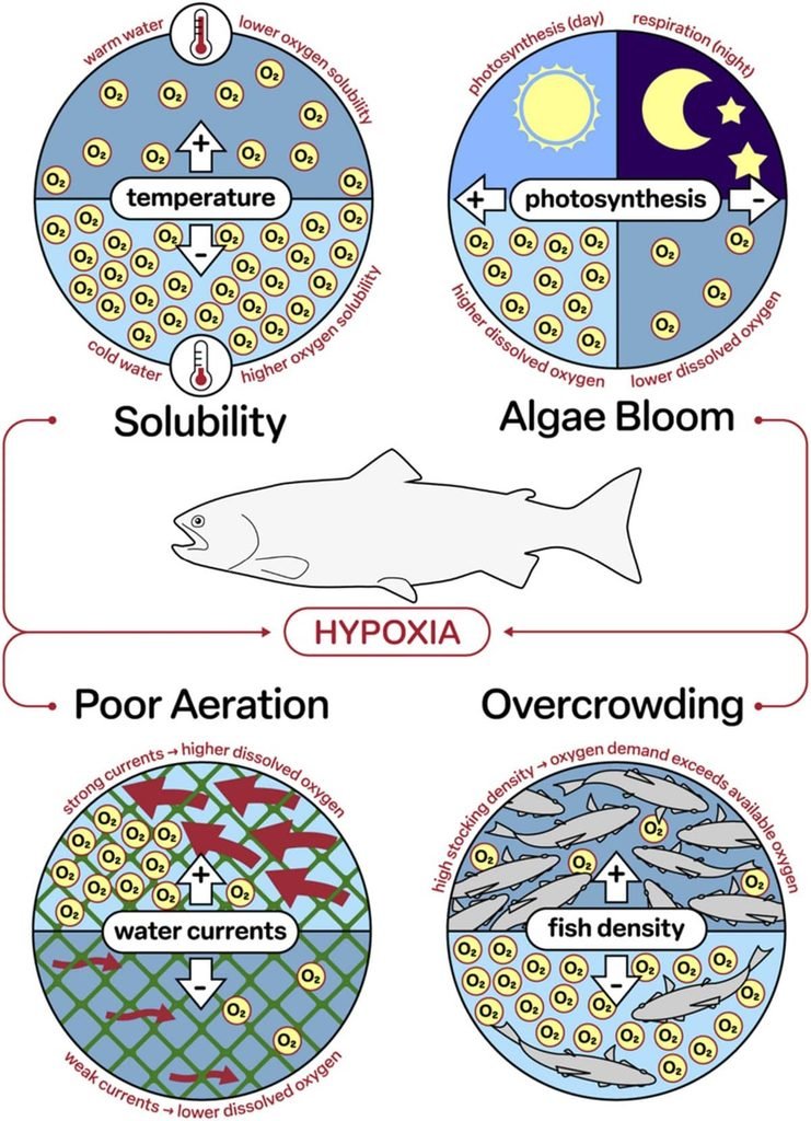 Factores y consecuencias de la hipoxia en la acuicultura del salmón del Atlántico. Fuente: Azevedo et al. (2026). Aquaculture Reports, 49, 103739.