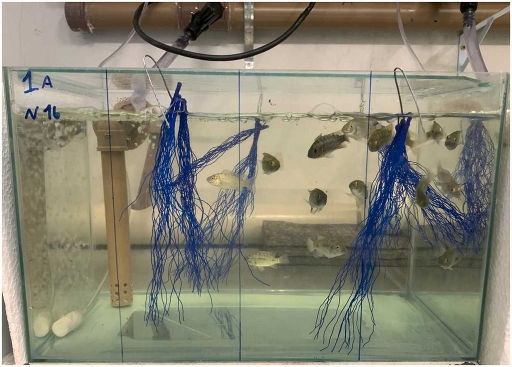 Imagen que ilustra un acuario experimental bajo la condición de enriquecimiento ambiental (jacinto de agua artificial), mostrando las cuatro secciones de tamaño similar marcadas en el cristal frontal del tanque para facilitar el registro de variables de comportamiento de los peces analizados (búsqueda de alimento, estereotipias y exhibiciones agonísticas) basándose en grabaciones de vídeo de los tres experimentos. Fuente: Neto et al. (2026). Aquaculture Reports, 50, 103742.