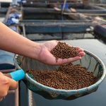 Aquaculture,Farmers,Hand,Hold,Food,For,Feeding,Fish,In,Pond