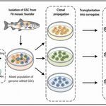 Proposed genome editing workflow in vitro