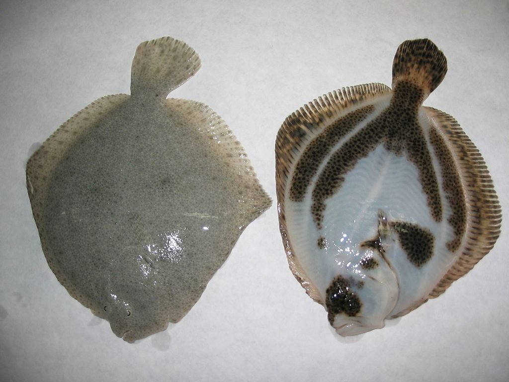 Genética de la pigmentación de los rodaballos (Scophthalmus maximus). Fuente: IIM-CSIC.
