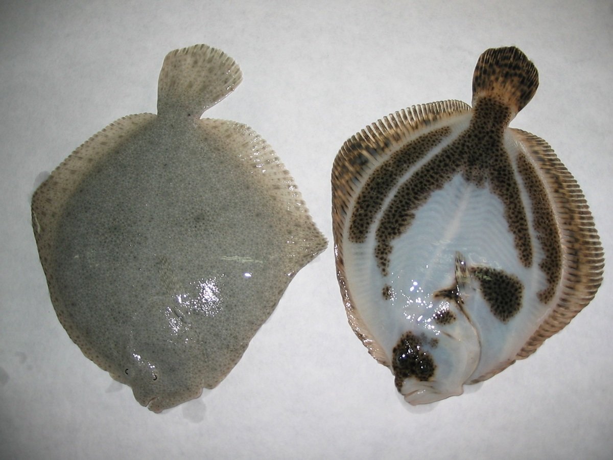 Turbot (Scophthalmus maximus) pigmentation genetics. Source: IIM-CSIC.